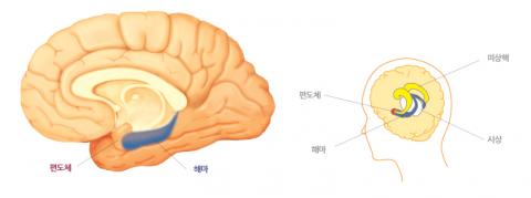 brain